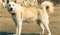 狼狗最新爆料网站大全下载