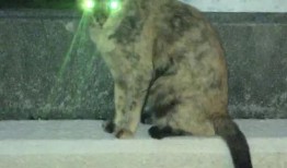 微密猫最新爆料事件,最新爆料事件背后的真相与内幕