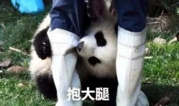 陆左熊猫哥最新爆料,揭秘娱乐圈最新热点事件！