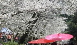 樱花校园最新爆料视频,最新爆料视频带你领略青春风采