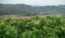 遵化吧最新爆料,揭秘重大事件背后真相！