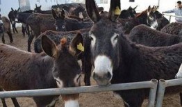 二驴和阿伊最新爆料,揭秘娱乐圈幕后真相